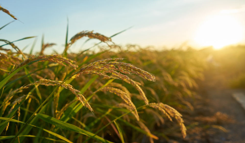 large-green-rice-field-with-green-rice-plants-rows